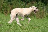 BOUVIER DES ARDENNES 370